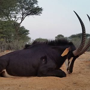 South Africa Sable Hunt