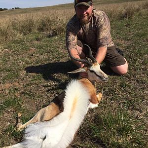 Springbuck Hunt South Africa