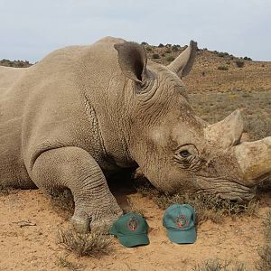 Hunt White Rhino South Africa | AfricaHunting.com