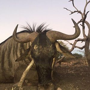 Blue Wildebeest Hunting in South Africa