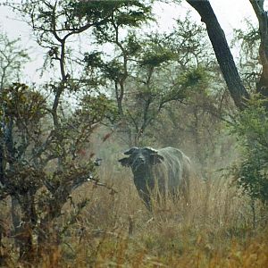 West African savannah buffalo