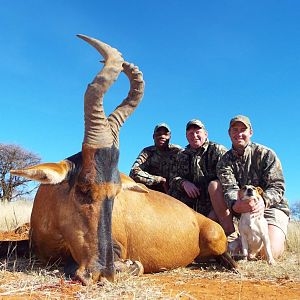 Red Hartebeest Hunt South Africa