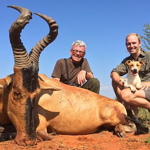 Red Hartebeest Hunt South Africa