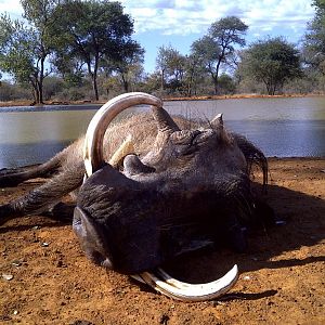 Hunting Warthog in South Africa