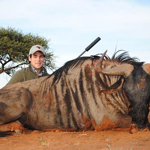 Blue Wildebeest Hunting in South Africa