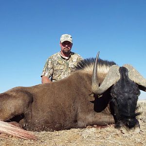 Black Wildebeest Hunting in South Africa