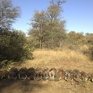 Hunting Warthog in South Africa