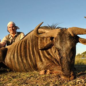 Blue Wildebeest Hunting in South Africa