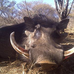 Hunting Warthog in South Africa