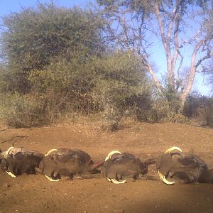 Hunting Warthog in South Africa