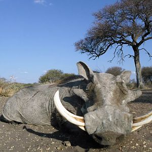 Hunting Warthog in South Africa