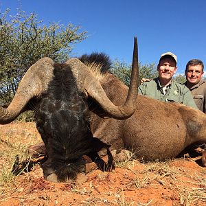 Hunting South Africa Black Wildebeest