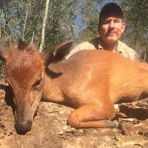 South Africa Red Duiker Hunt