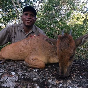 South Africa Red Duiker Hunt