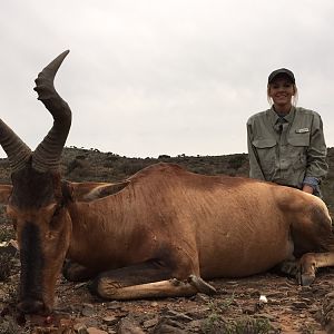 Red Hartebeest Hunting in South Africa