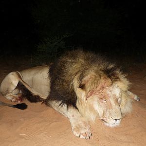 Hunting Lion South Africa