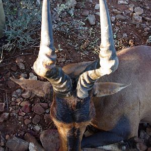 Red Hartebeest Hunting in South Africa