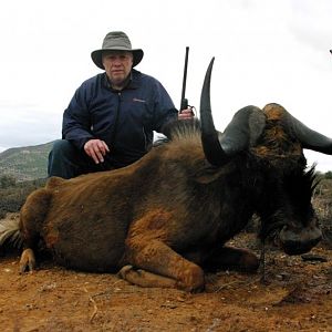 Hunting South Africa Black Wildebeest