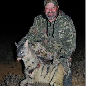 South Africa Aardwolf Hunt