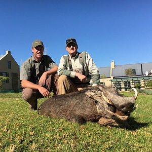 Hunting Warthog in South Africa