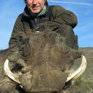 Hunting Warthog in South Africa