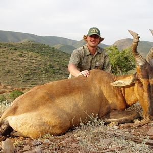 Red Hartebeest Hunting in South Africa