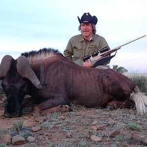 Hunting Black Wildebeest