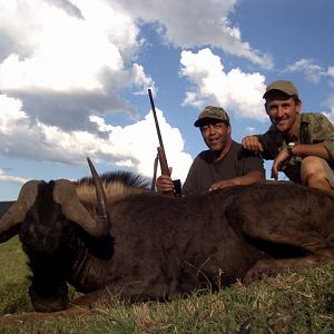 Hunting  Black Wildebeest