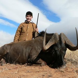 Hunting Black Wildebeest