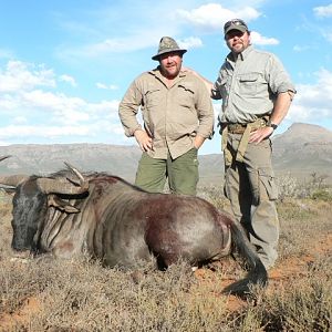 Blue Wildebeest Hunting