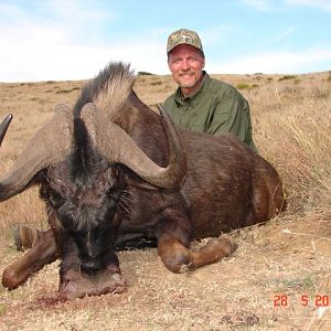 Hunting Black Wildebeest