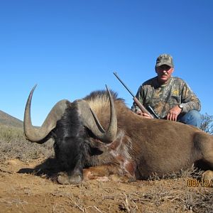 Hunting Black Wildebeest