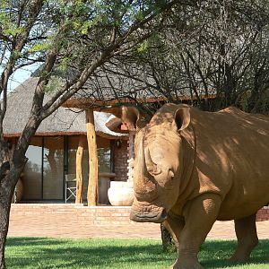 Rhino At The Lodge