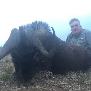 Hunting South Africa Black Wildebeest