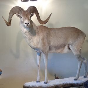 Marco Polo Full Mount Taxidermy