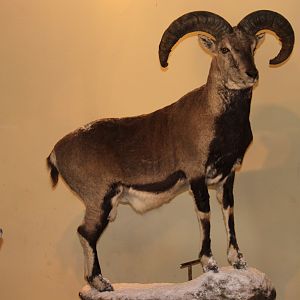 Bharal or Himalayan Blue Sheep Full Mount Taxidermy