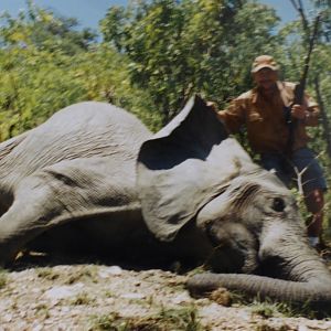 Tuskless Elephant Hunting Zimbabwe