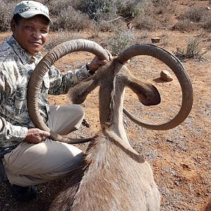 Unusual Kudu Trophy