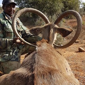 Unusual Kudu Trophy