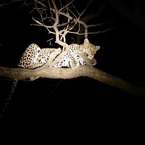Leopard Zimbabwe Wildlife