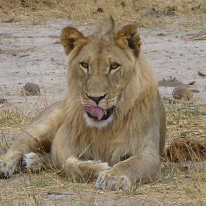 Lion Zimbabwe Wildlife