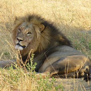 Lion Zimbabwe Wildlife