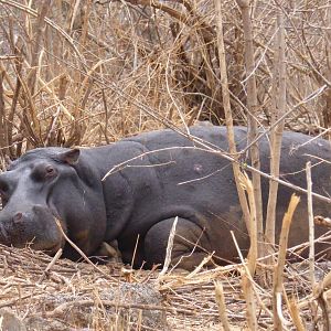 Zimbabwe Wildlife Hippo sleeping