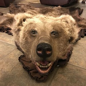Kodiak Bear Rug Front