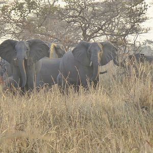 Elephants Wildlife Zambia