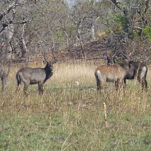 Waterbuck Wildlife Zambia