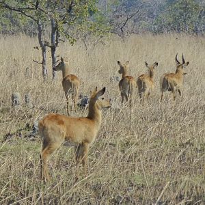 Puku -  Wildlife Zambia