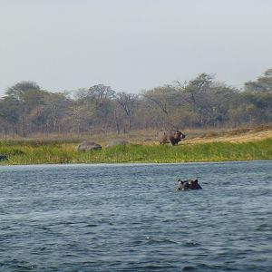 Wildlife Zambia Hippo