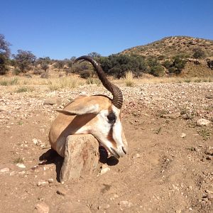 Namibia Springbok Hunt