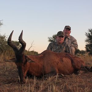 Red Hartebeest Hunting in Namibia